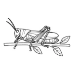 Sauterelle