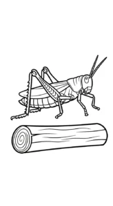 coloriage Sauterelle gratuit