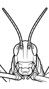 coloriage Sauterelle et dessin a imprimer