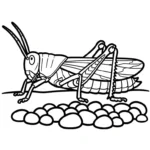 coloriage Sauterelle à imprimer gratuit