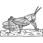 coloriage Sauterelle pour enfant de à imprimer