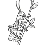 coloriage Sauterelle pour enfant de 6 ans
