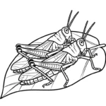 coloriage Sauterelle a imprimer gratuitement