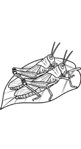coloriage Sauterelle a imprimer gratuitement