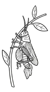 coloriage Sauterelle a imprimer gratuitement