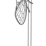 coloriage Cigale a telecharger
