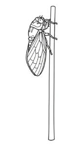 coloriage Cigale a telecharger