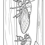 coloriage Cigale pour enfant de 5 ans
