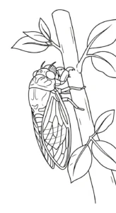 coloriage Cigale a imprimer