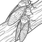 coloriage Cigale d