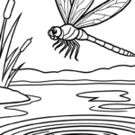coloriage Libellule d