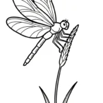 coloriage Libellule educatif pour enfant