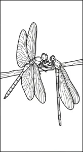 coloriage Libellule et decoupage a imprimer gratuit