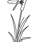 coloriage Libellule a imprimer gratuitement