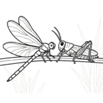 coloriage Libellule pour enfant de 6 ans