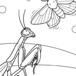 télécharger coloriage Mante gratuit