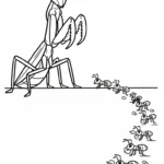 coloriage Mante pour enfants