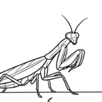imprimer coloriage Mante