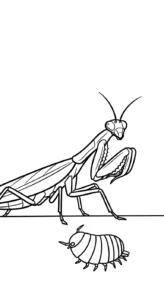 imprimer coloriage Mante