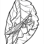 coloriage Mante à imprimer pour enfant de 3 ans
