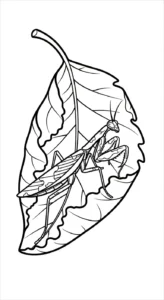 coloriage Mante à imprimer pour enfant de 3 ans