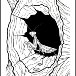 coloriage Mante à imprimer
