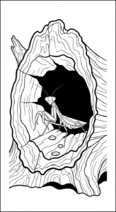 coloriage Mante à imprimer