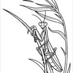 coloriage Mante à imprimer pour enfants