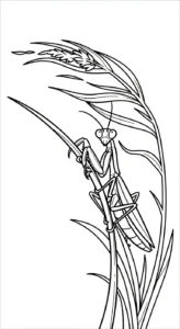 coloriage Mante à imprimer pour enfants