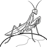 coloriage Mante pour enfant gratuit