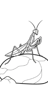 coloriage Mante pour enfant gratuit