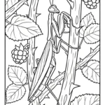 coloriage Mante à imprimer gratuitement