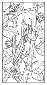 coloriage Mante à imprimer gratuitement