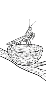 coloriage Mante et dessin a imprimer