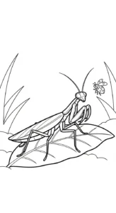 coloriage Mante à imprimer kawaii