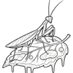coloriage Mante à imprimer pour enfant de 7 ans