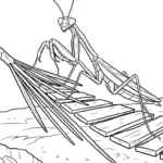 imprimer coloriage Mante pour enfant