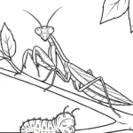 coloriage Mante pour enfants à télécharger