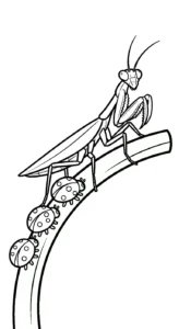 coloriage Mante pour enfant de 7 ans