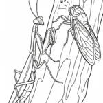 imprimer coloriage Mante gratuit