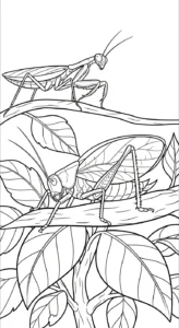 coloriage Mante pour enfants à télécharger