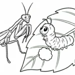coloriage Mante à imprimer pour enfant de 10 ans