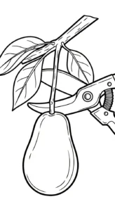 coloriage Avocat gratuit à imprimer