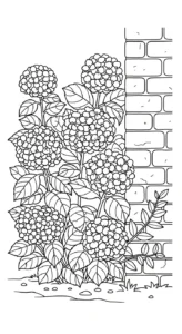 coloriage Hortensia gratuit