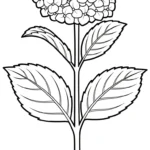 coloriage Hortensia à imprimer pdf gratuit