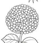 imprimer coloriage Hortensia