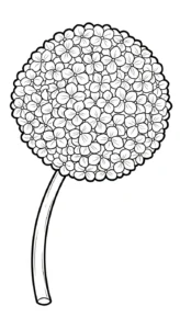 coloriage Hortensia pour enfants a imprimer