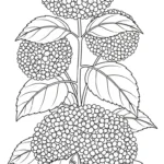 coloriage Hortensia à imprimer gratuitement