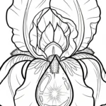 coloriage Iris gratuit a imprimer