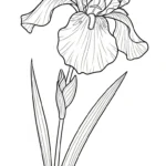 coloriage Iris et decoupage